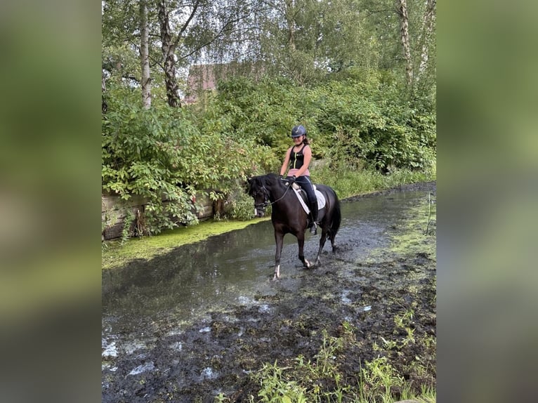 Welsh-B Stute 13 Jahre 134 cm Rappe in Wiershop