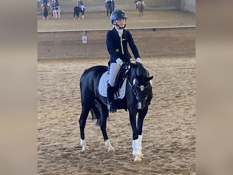 Welsh-B Stute 13 Jahre 134 cm Rappe in Wiershop