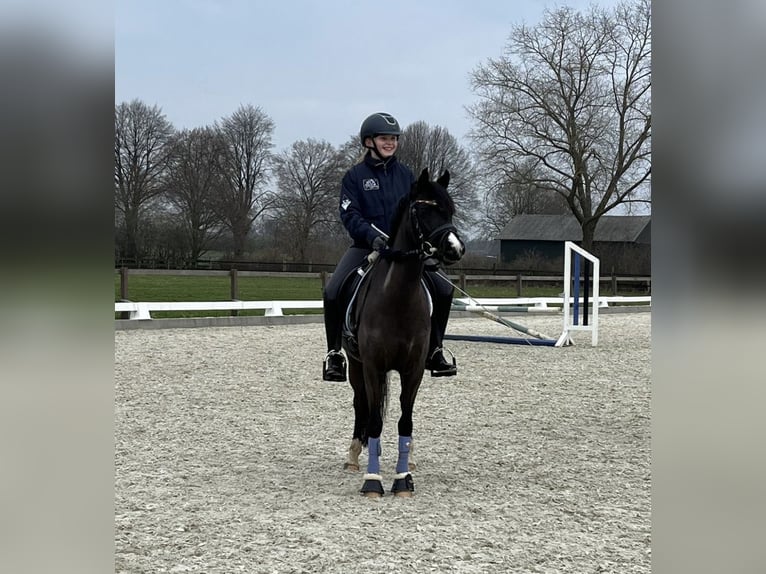 Welsh-B Stute 13 Jahre 134 cm Rappe in Wiershop