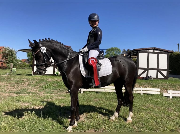 Welsh-B Stute 13 Jahre 134 cm Rappe in Wiershop