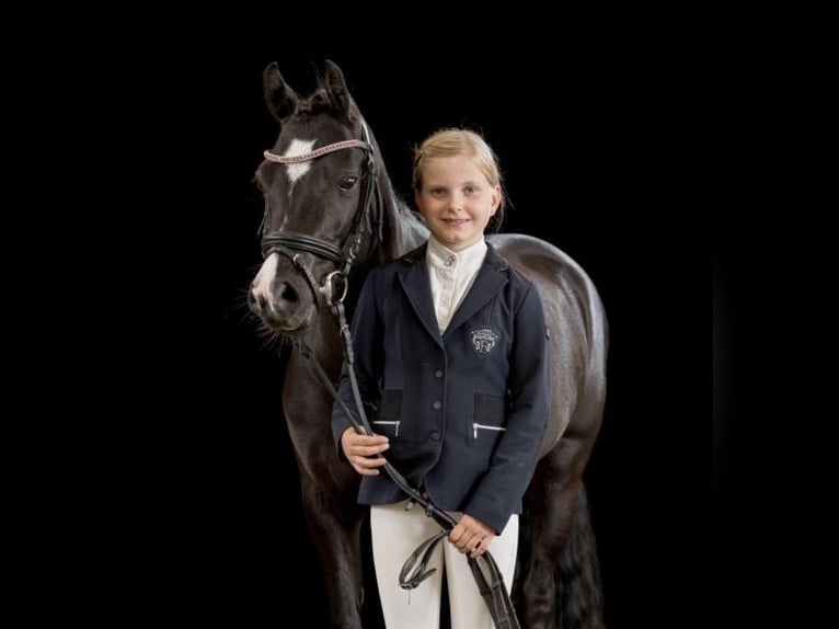 Welsh-B Stute 13 Jahre 134 cm Rappe in Wiershop