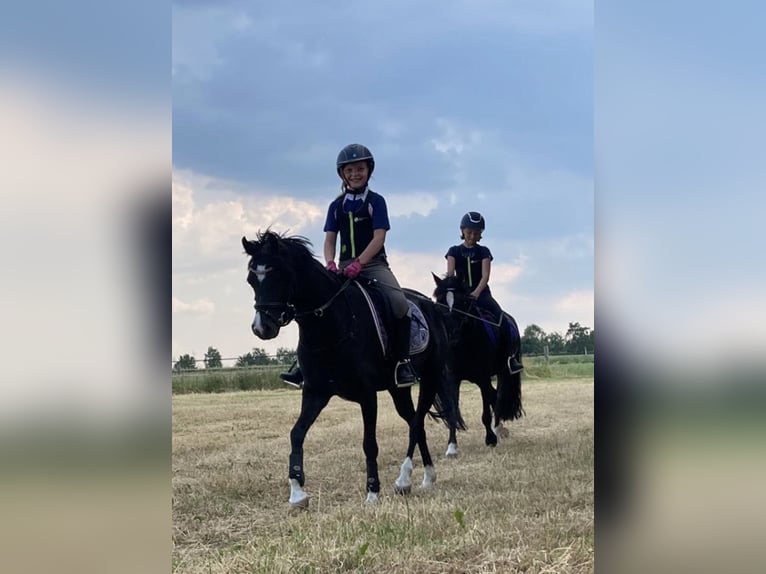 Welsh-B Stute 13 Jahre 134 cm Rappe in Wiershop