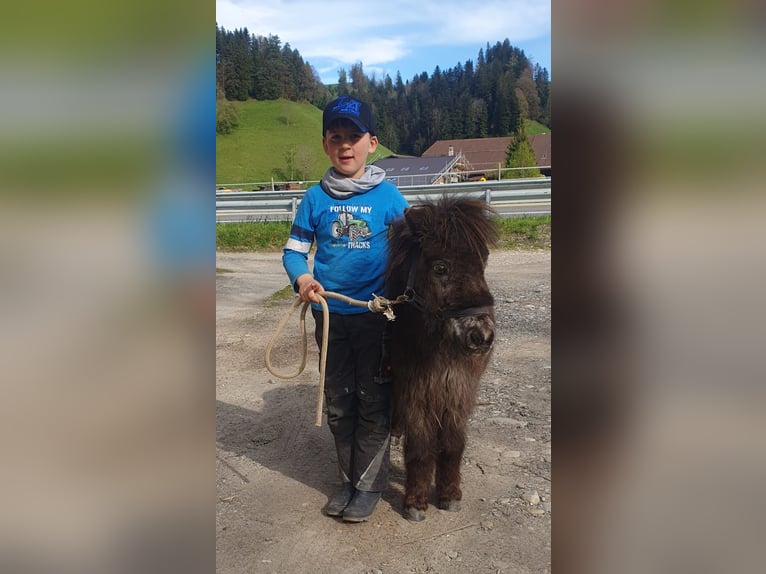 Welsh-B Stute 13 Jahre 140 cm Schecke in Signau