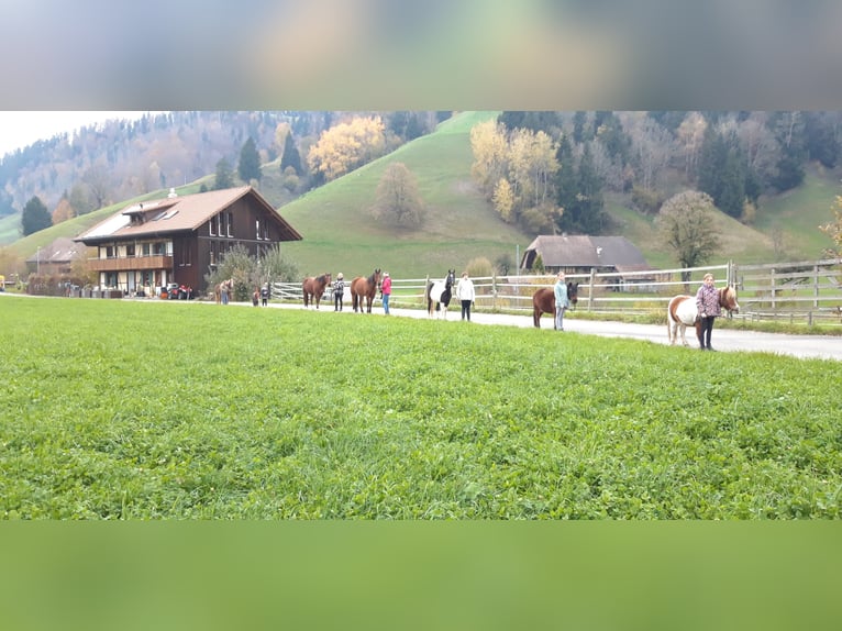 Welsh-B Stute 13 Jahre 140 cm Schecke in Signau