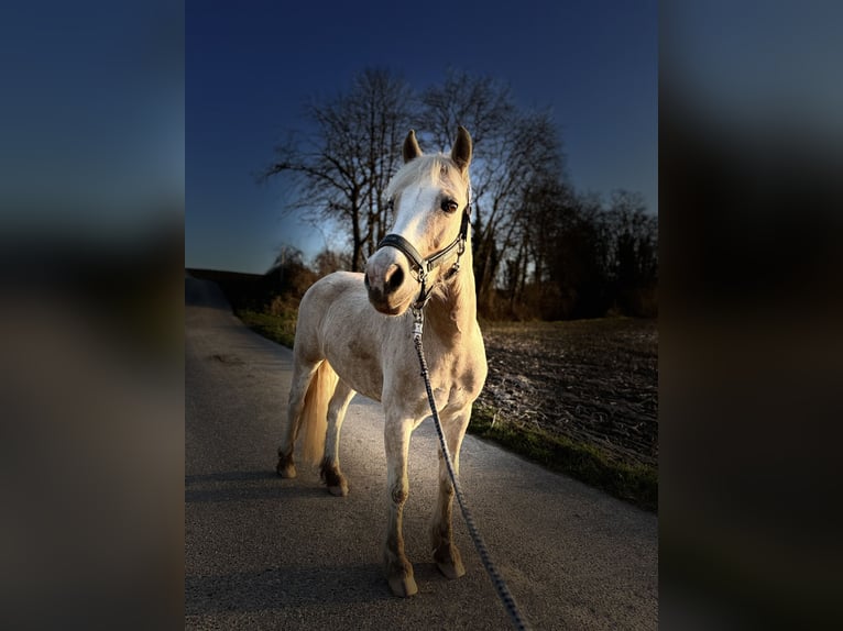 Welsh-B Stute 13 Jahre 148 cm Palomino in AngelbachtalAngelbachtal
