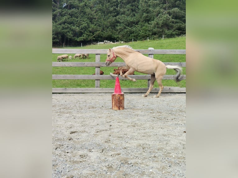 Welsh-B Mix Stute 14 Jahre 120 cm Falbe in Nauders