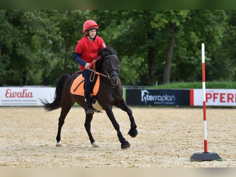 Welsh-B Stute 14 Jahre 130 cm Rappe in Breitenfurt bei Wien