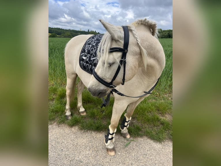 Welsh-B Stute 14 Jahre 131 cm White in Wiesbaden