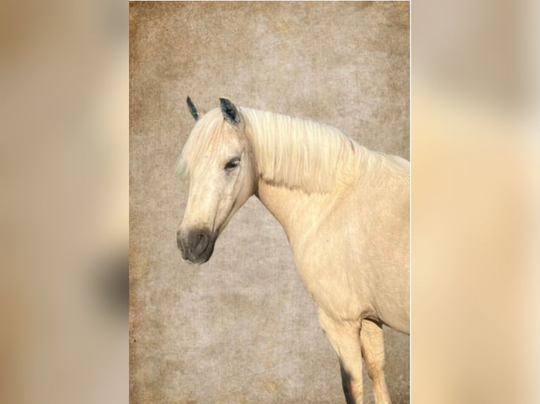 Welsh-B Stute 14 Jahre 131 cm White in Wiesbaden