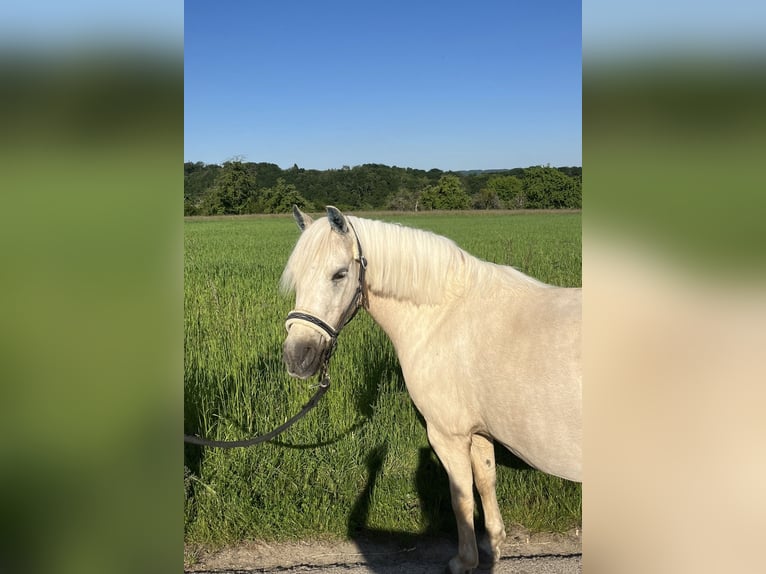 Welsh-B Stute 14 Jahre 131 cm White in Wiesbaden