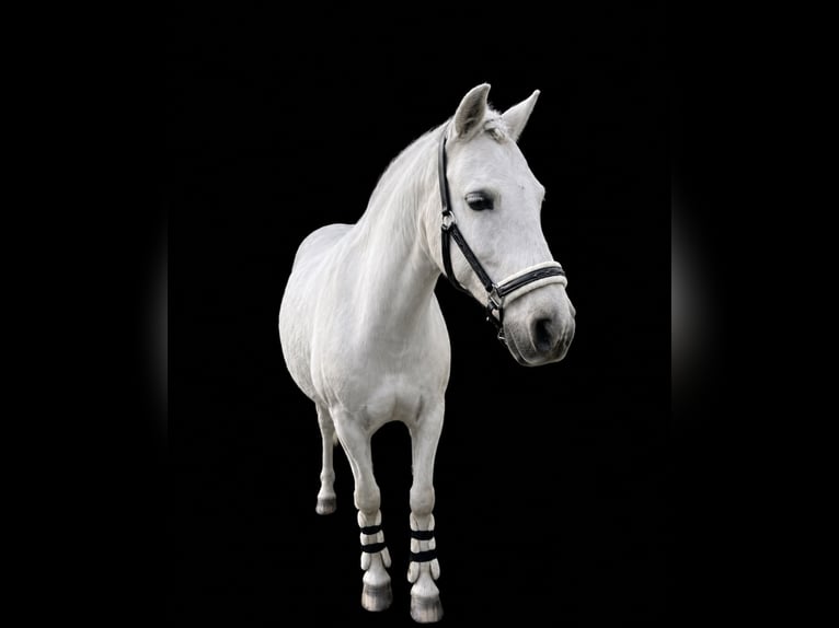 Welsh-B Stute 14 Jahre 131 cm White in Wiesbaden