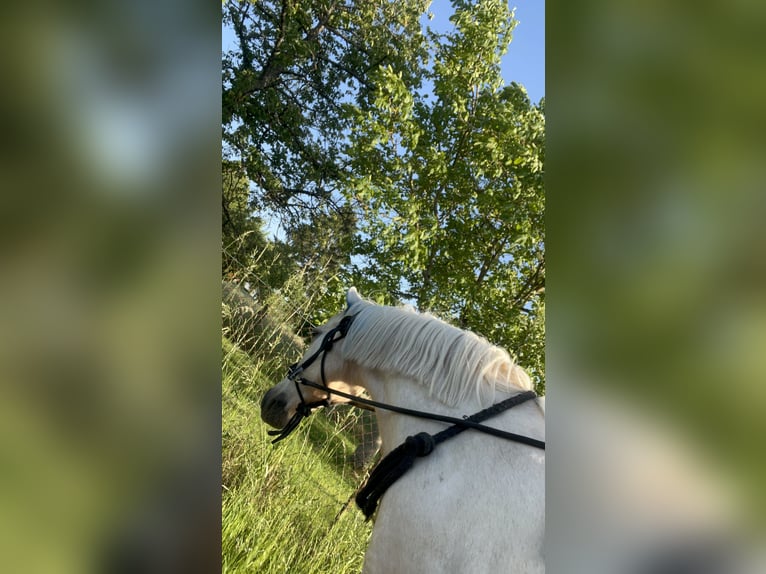 Welsh-B Stute 14 Jahre 131 cm White in Wiesbaden