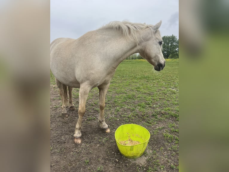 Welsh-B Stute 14 Jahre 131 cm White in Wiesbaden