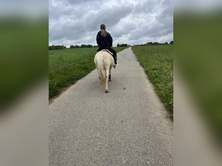 Welsh-B Stute 14 Jahre 131 cm White in Wiesbaden
