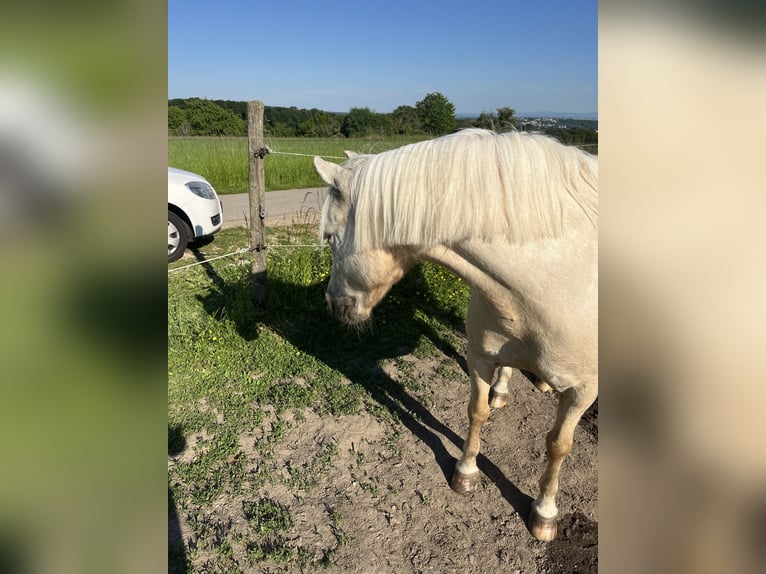 Welsh-B Stute 14 Jahre 131 cm White in Wiesbaden