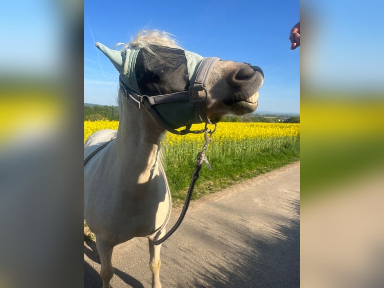 Welsh-B Stute 14 Jahre 131 cm White in Wiesbaden