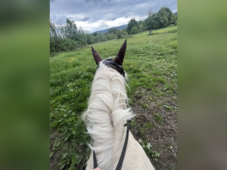 Welsh-B Stute 14 Jahre 131 cm White in Wiesbaden
