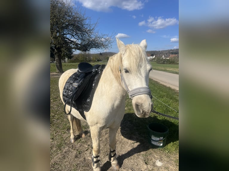 Welsh-B Stute 14 Jahre 131 cm White in Wiesbaden