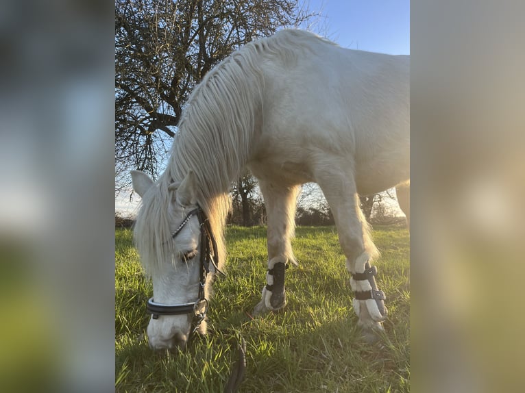 Welsh-B Stute 14 Jahre 131 cm White in Wiesbaden