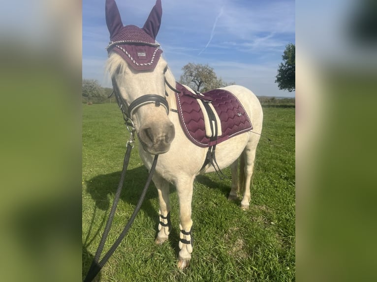 Welsh-B Stute 14 Jahre 131 cm White in Wiesbaden