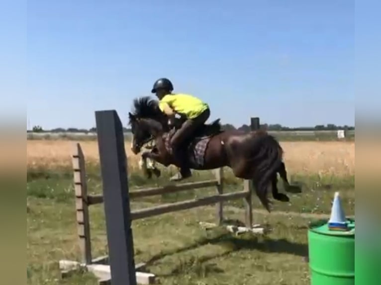 Welsh-B Stute 14 Jahre 133 cm Dunkelbrauner in Rohovce