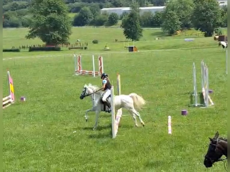 Welsh-B Stute 14 Jahre 134 cm Schimmel in Deuerling