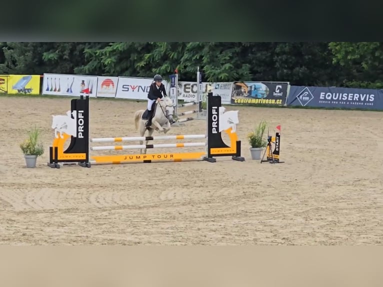 Welsh-B Stute 14 Jahre 134 cm Schimmel in Deuerling