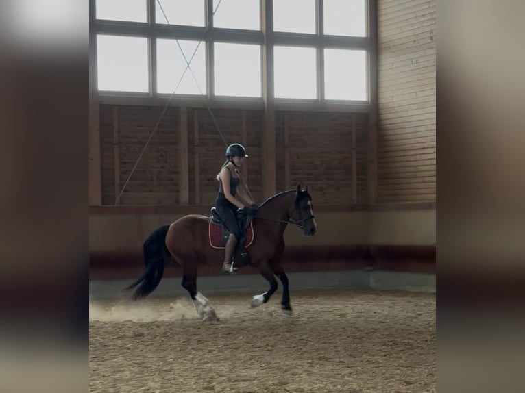 Welsh-B Stute 14 Jahre 138 cm Brauner in Achstetten