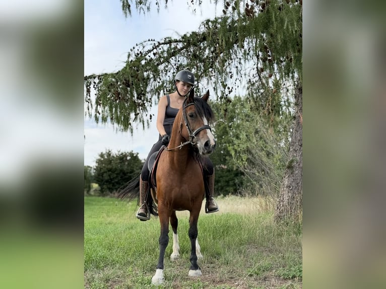 Welsh-B Stute 14 Jahre 138 cm Brauner in Achstetten
