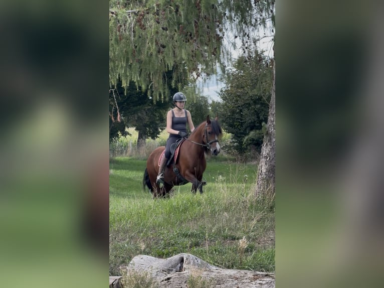 Welsh-B Stute 14 Jahre 138 cm Brauner in Achstetten
