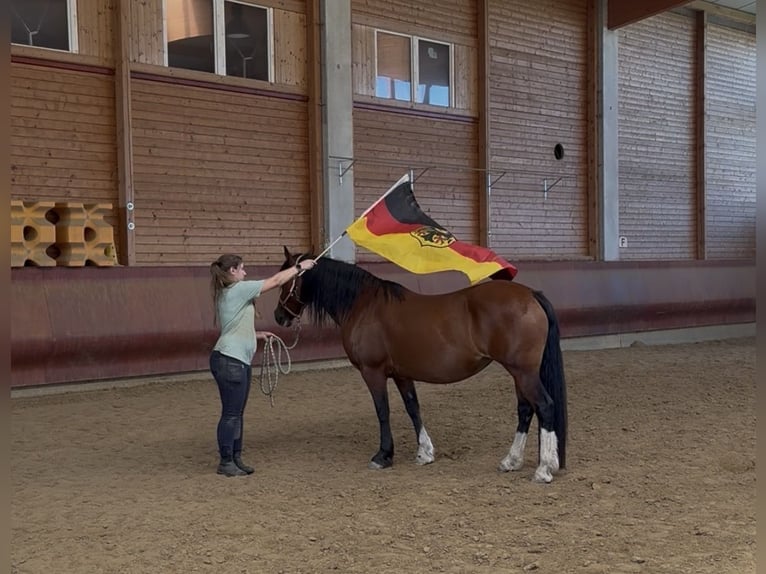 Welsh-B Stute 14 Jahre 138 cm Brauner in Achstetten