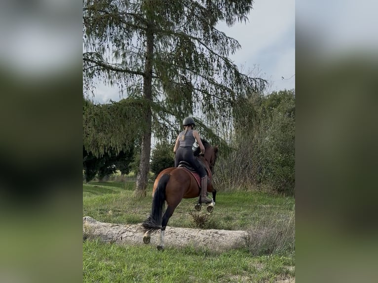 Welsh-B Stute 14 Jahre 138 cm Brauner in Achstetten