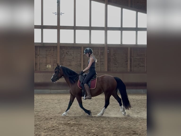 Welsh-B Stute 14 Jahre 138 cm Brauner in Achstetten