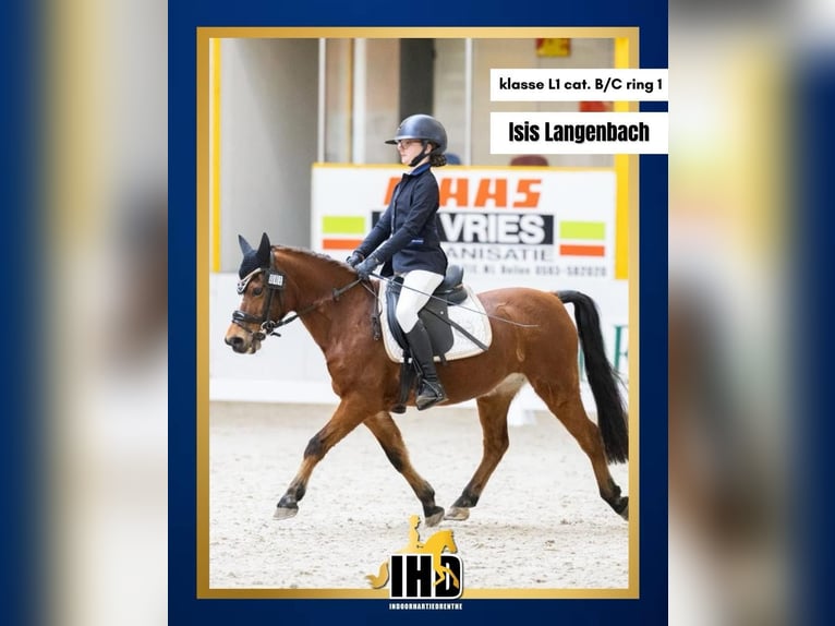 Welsh-B Stute 15 Jahre 119 cm Brauner in Gieten