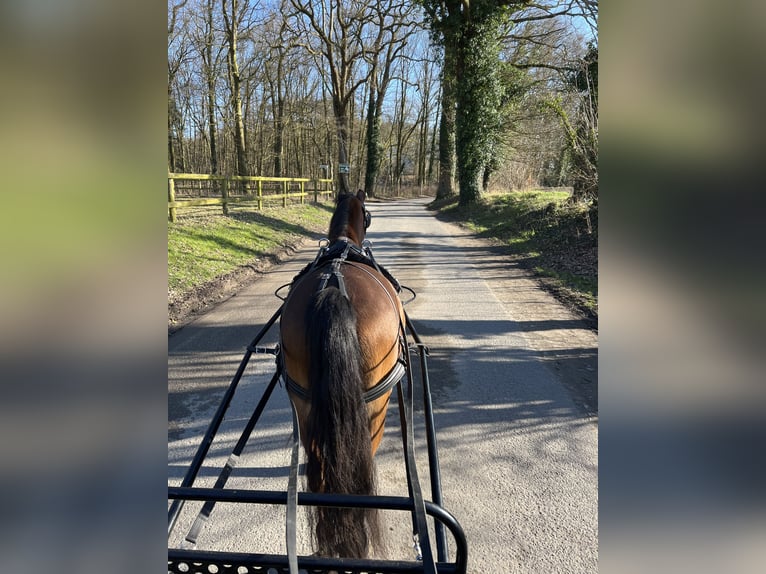 Welsh-B Mix Stute 15 Jahre 125 cm Brauner in Warendorf