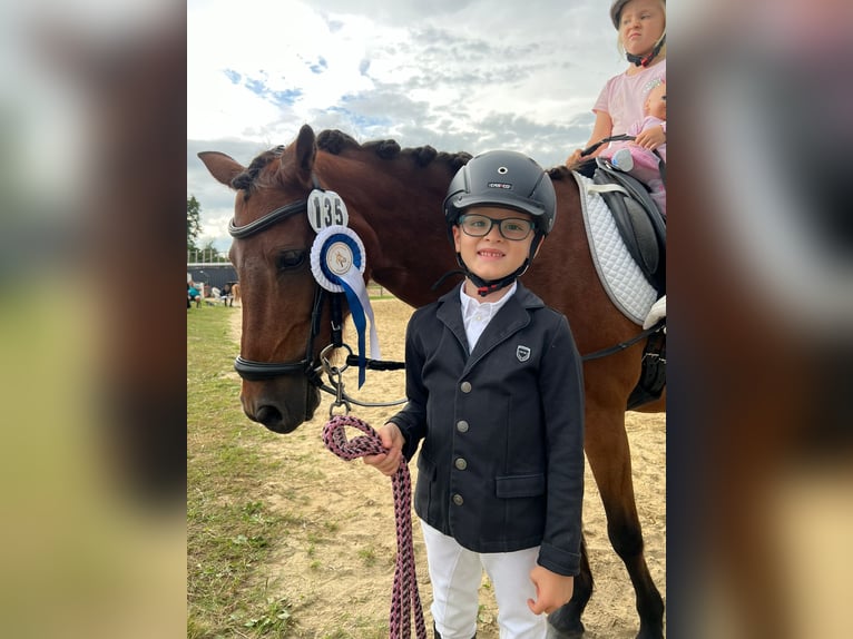 Welsh-B Mix Stute 15 Jahre 125 cm Brauner in Warendorf