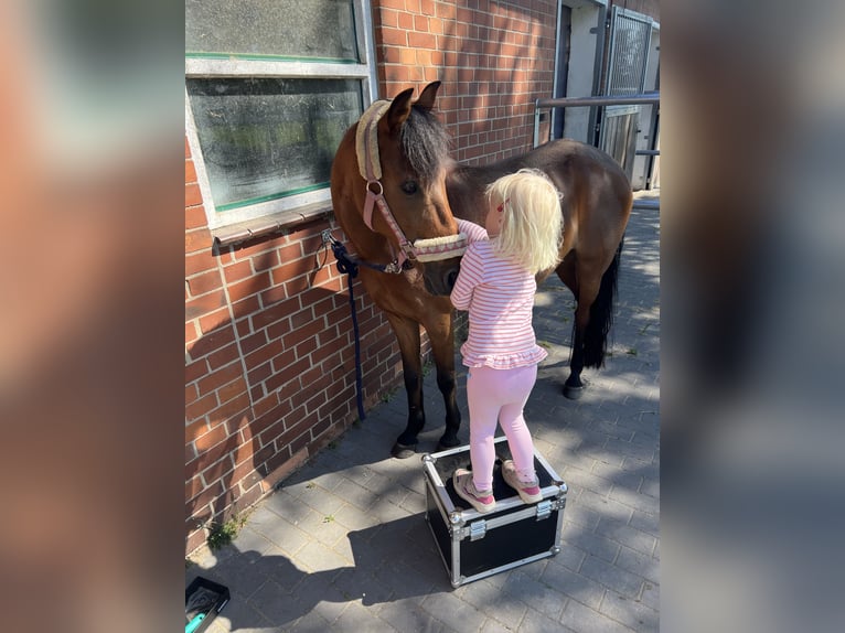 Welsh-B Mix Stute 15 Jahre 125 cm Brauner in Warendorf