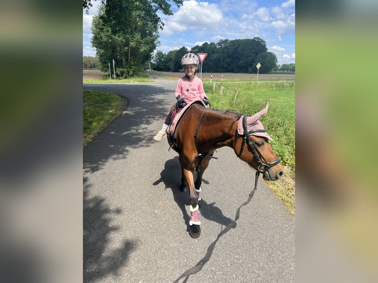 Welsh-B Mix Stute 15 Jahre 125 cm Brauner in Warendorf