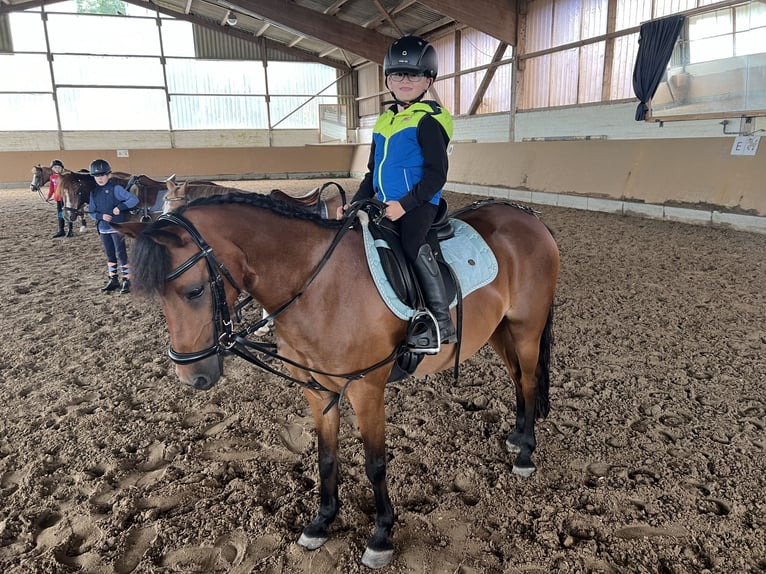 Welsh-B Mix Stute 15 Jahre 125 cm Brauner in Warendorf