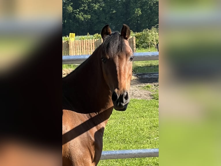 Welsh-B Mix Stute 15 Jahre 125 cm Brauner in Warendorf