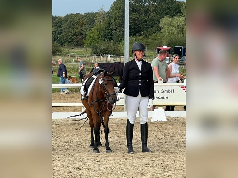 Welsh-B Mix Stute 15 Jahre 125 cm Brauner in Warendorf