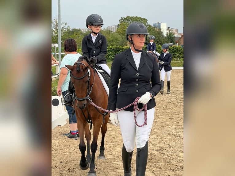 Welsh-B Mix Stute 15 Jahre 125 cm Brauner in Warendorf