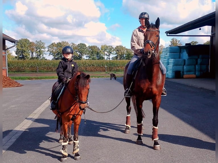 Welsh-B Mix Stute 15 Jahre 125 cm Brauner in Warendorf