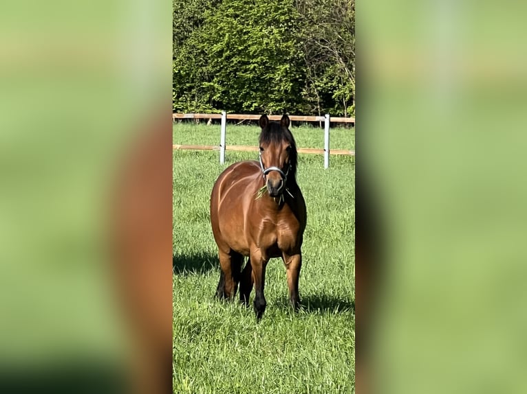 Welsh-B Mix Stute 15 Jahre 125 cm Brauner in Warendorf