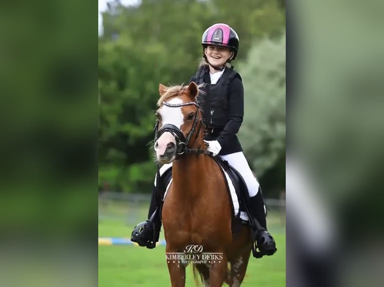 Welsh-B Stute 15 Jahre 125 cm Dunkelfuchs in Augustinusga