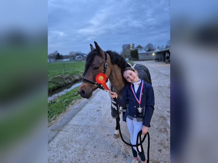 Welsh-B Stute 15 Jahre 126 cm Brauner in Leiderdorp