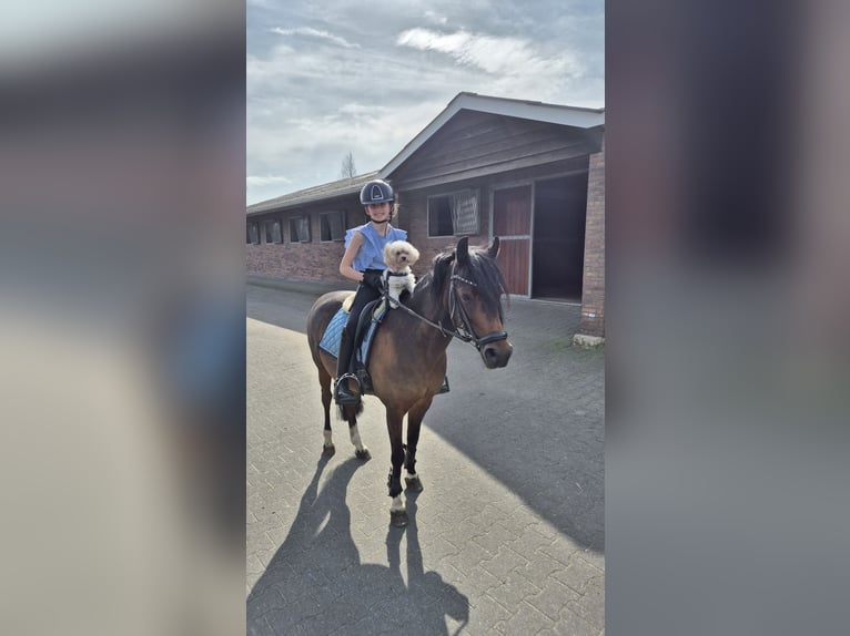 Welsh-B Stute 15 Jahre 126 cm Brauner in Leiderdorp