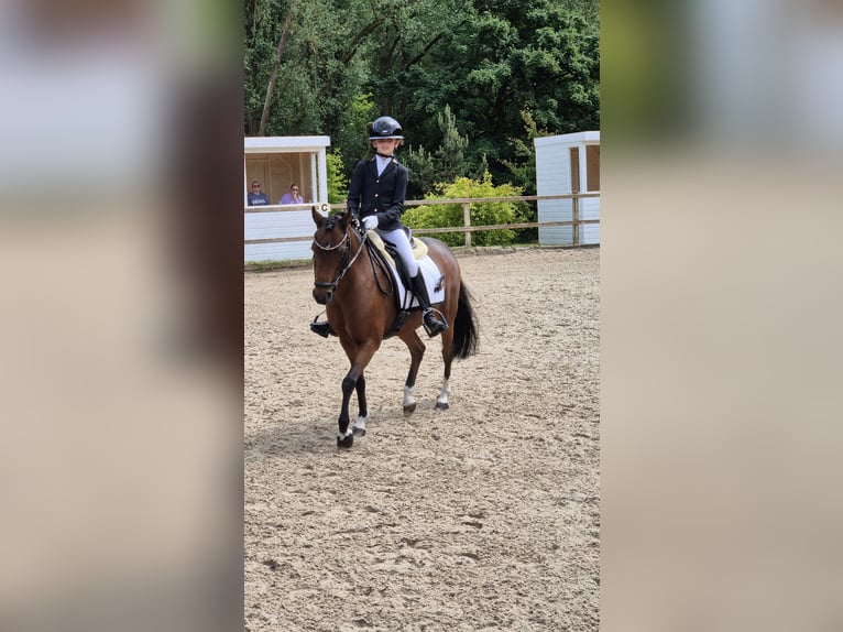 Welsh-B Stute 15 Jahre 126 cm Brauner in Leiderdorp