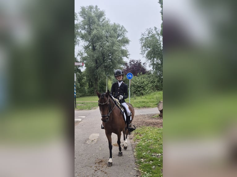 Welsh-B Stute 15 Jahre 126 cm Brauner in Leiderdorp