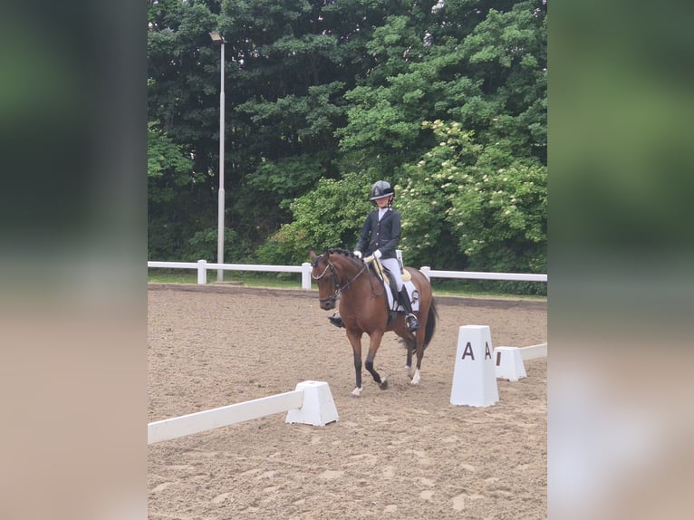 Welsh-B Stute 15 Jahre 126 cm Brauner in Leiderdorp